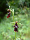 Fly Orchid